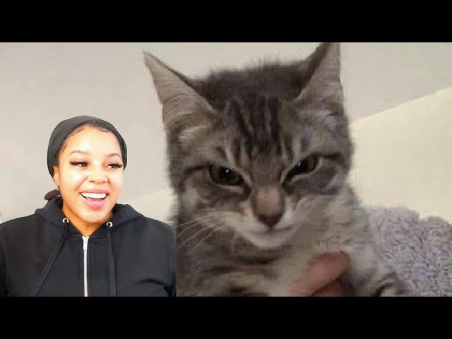 Cats with threatening aura | Reaction