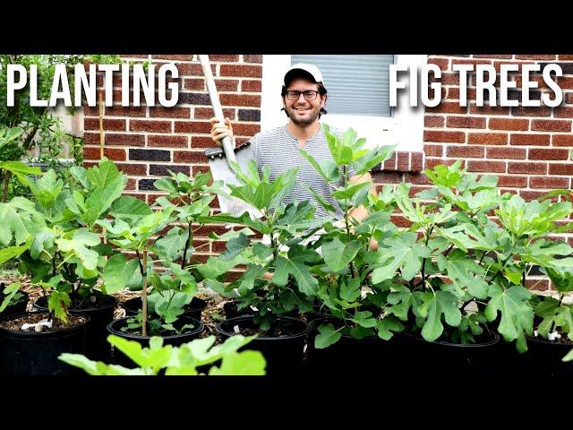 Planting Fig Trees: A Masterclass