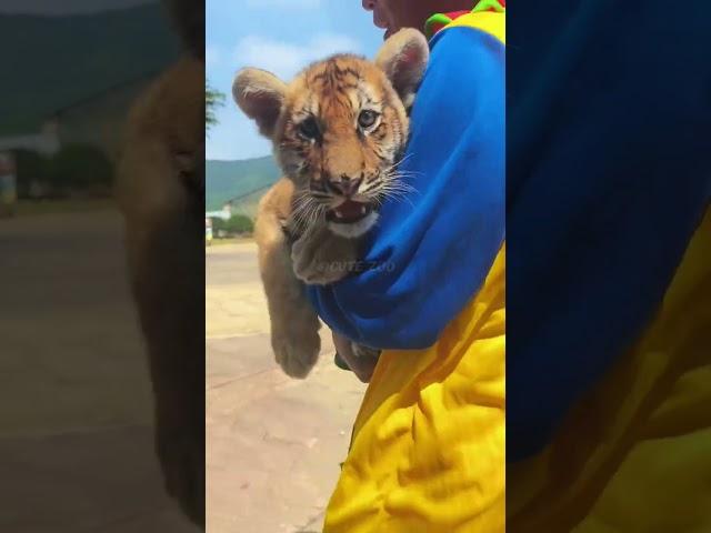 WOW!!! adorable baby #tigercub  #tiger #kitten #foryou #fpy #cute #kitty  #zoo #adorable