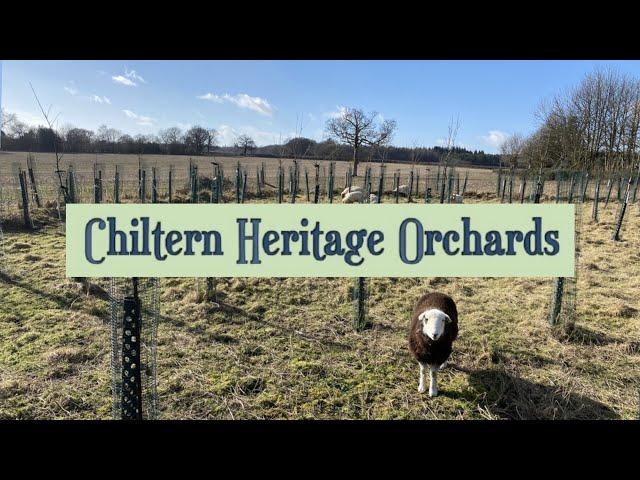 Chiltern Heritage Orchards