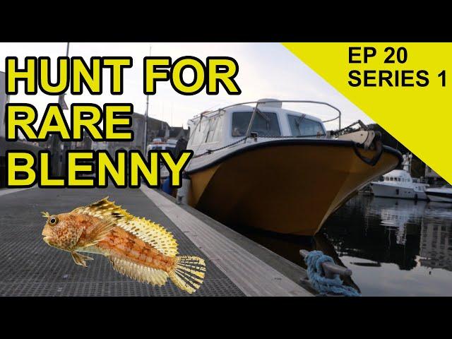 Britains Rarest Blenny: Chasing Scales Species Hunt (Episode 20)