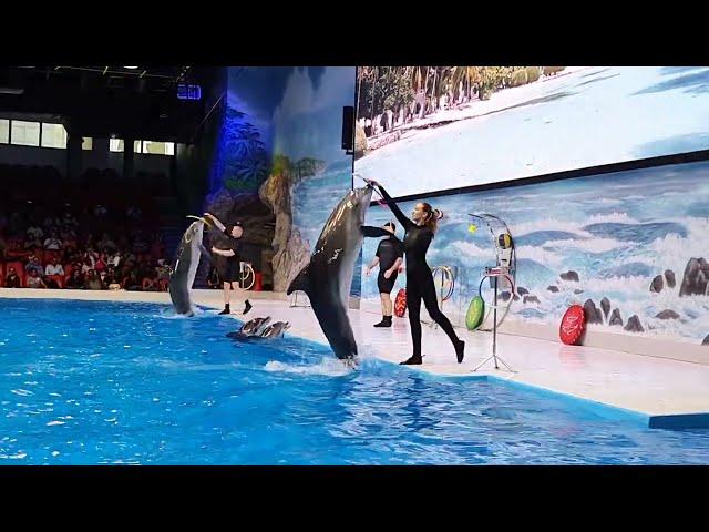 Dolphin Show Dubai UAE FULL VIDEO 2023 | Best of Dubai Dolphin Show | Dubai Dolphinarium