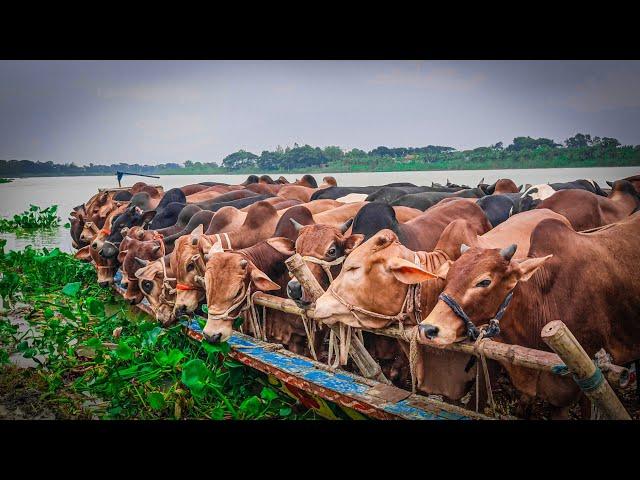 cow unloading in bangladesh, cow videos, cow video, big cow, goru hamba cow