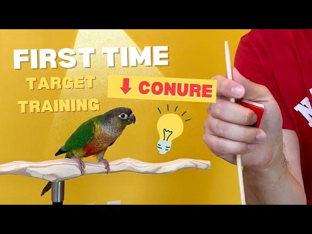 Green Cheek Conure FIRST TIME Target Training