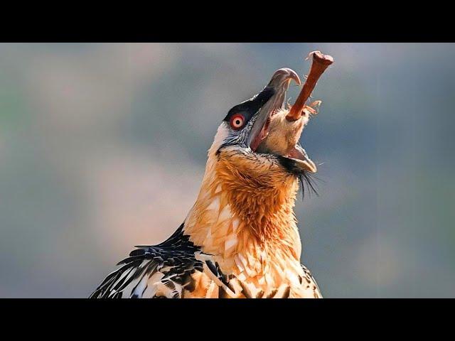 Bearded Vulture  The Bone-Eating Bird!