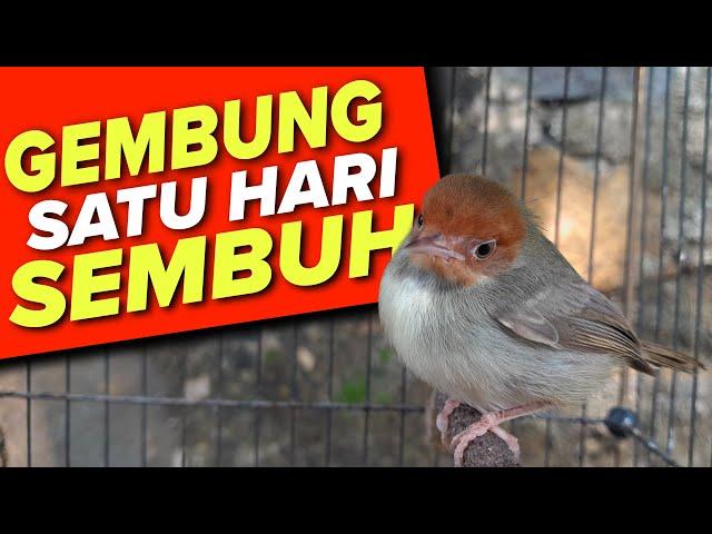 Cara Mudah dan Cepat Mengatasi Burung Prenjak Gembung