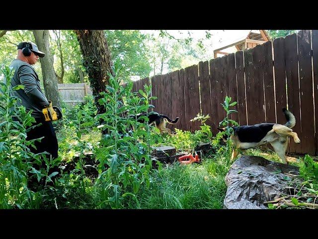 Mother Nature TOOK OVER This Backyard, LAWN TRANSFORMATION VIDEO