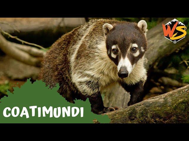 What Makes Coatimundis Unique? Fun Animal Facts Explained