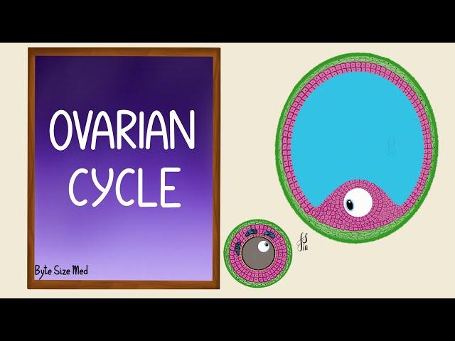 Ovarian Cycle | Menstrual Cycle | Part 1 | Folliculogenesis | Reproductive Physiology