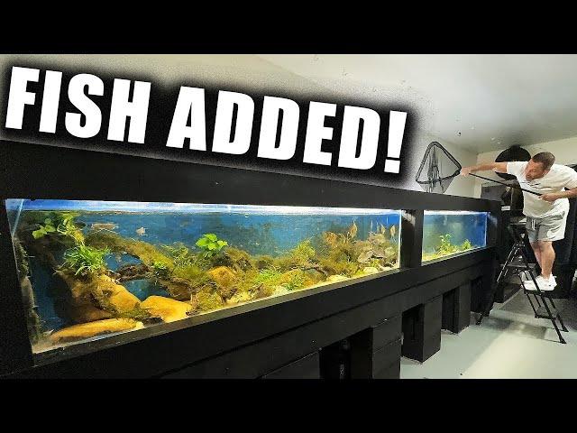 ADDING FISH TO THE 16 FOOT AQUARIUM!!! - The king of DIY