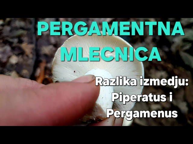 PERGAMENTNA MLECNICA-Razlika izmedju Piperatus i Pergamenus!