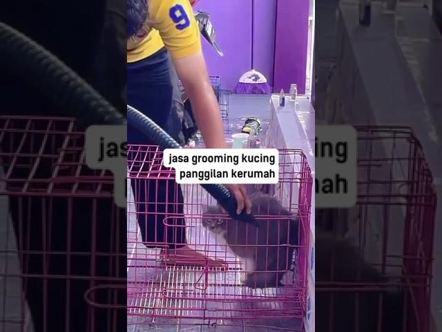 Grooming kucing Pekanbaru #catlovers #kucingabuabuyanglucu #catlover