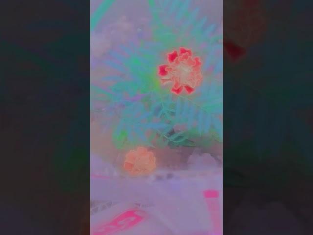 𝓣𝓾𝓶𝓲𝓹𝓸𝓸𝓵𝓪𝓶𝓮𝓴𝓸𝓵𝓮