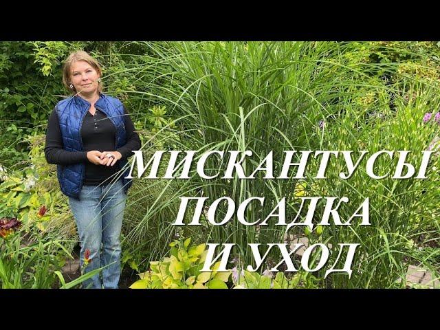 Мискантусы. Уход и посадка