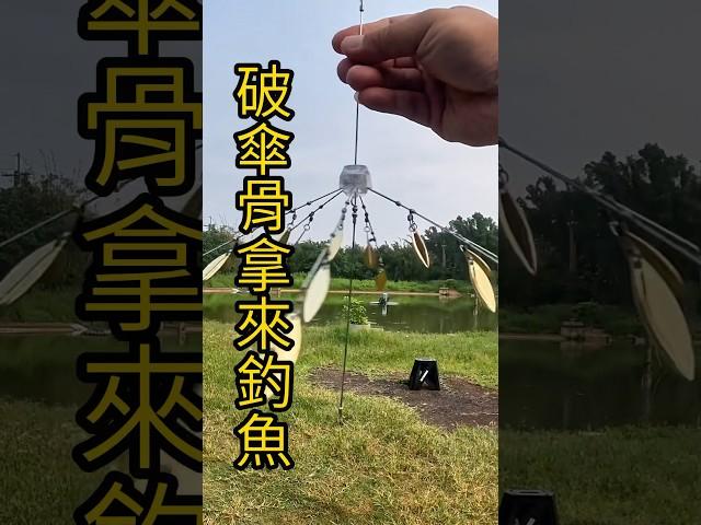 破雨傘拿來釣魚！？ 阿拉巴馬釣組練習中