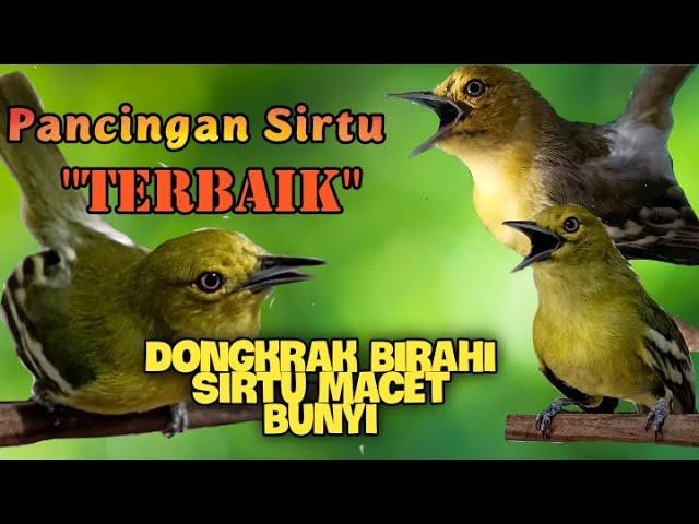 Pancingan Sirtu/Cipoh Agar cepat gacor dan rajin bunyi