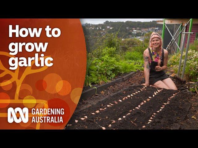 How to grow garlic and intercrop to make the most of space | Gardening 101 | Gardening Australia