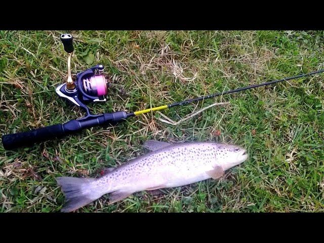 Форель. Трофейная форель на микроречке. Топ блесна на форель с AliExpress! #trout #Aliexpress