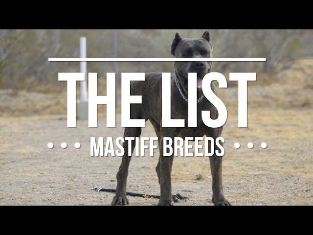 THE LIST: TOP MASTIFF DOG BREEDS