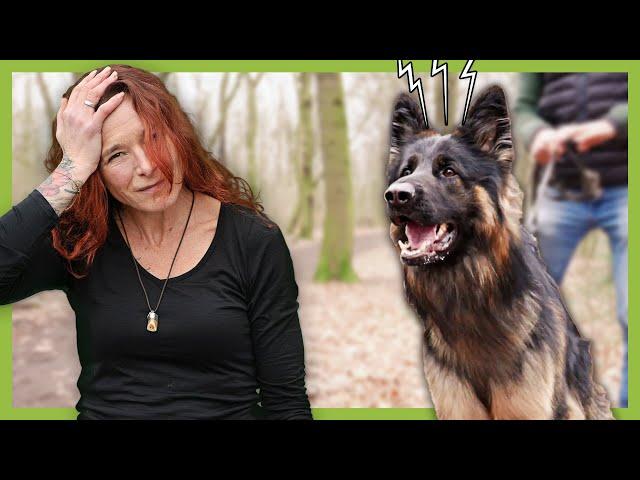Stress für Hund und Halterin: Zeno eskaliert an der Leine (aus der Not heraus)
