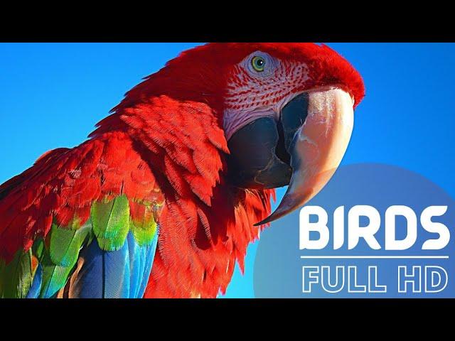 Full HD -High Quality Birds Video | HD Resolution Clips