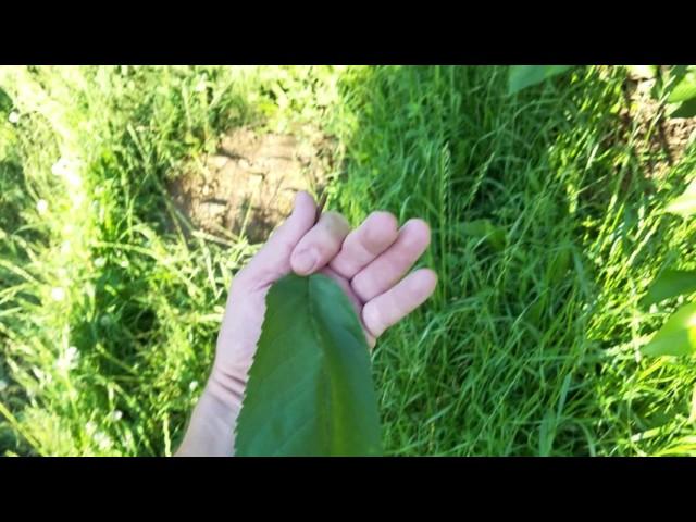 Regina cherry orchard under AEA biological farming program