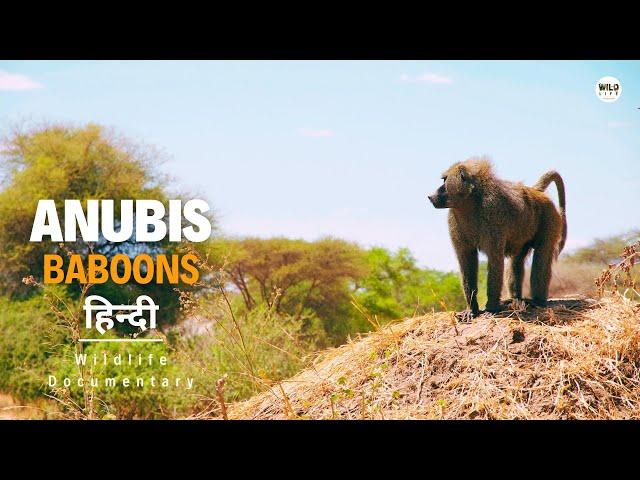 Anubis Baboons - हिन्दी डॉक्यूमेंट्री | Wildlife documentary in Hindi