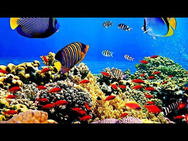 KEINDAHAN ALAM BAWAH LAUT, //ikan bawah laut//Video on The spot new...