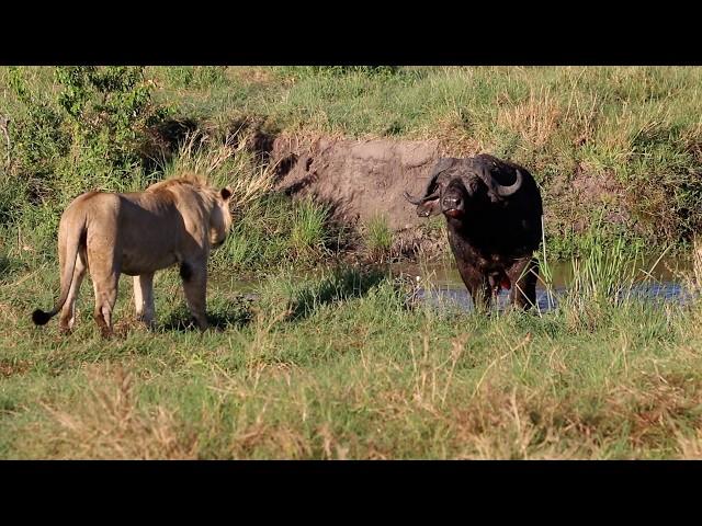 Young male lions vs a resilient buffalo bull