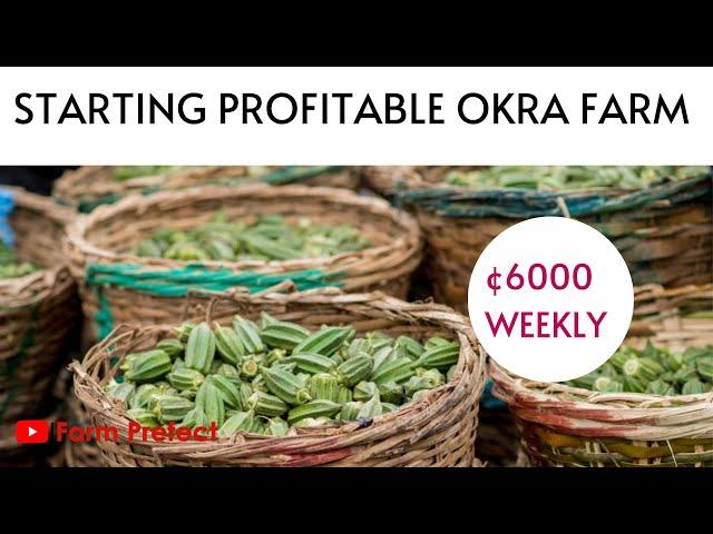 Starting Profitable Okra Farming in Ghana; How to make GhC 6000 Weekly from an Acre