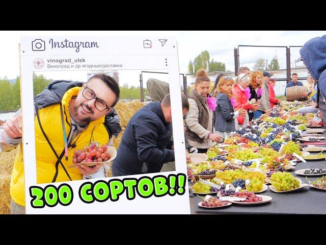 200 сортов винограда! Такого я не видел! Поездка в Ульяновск