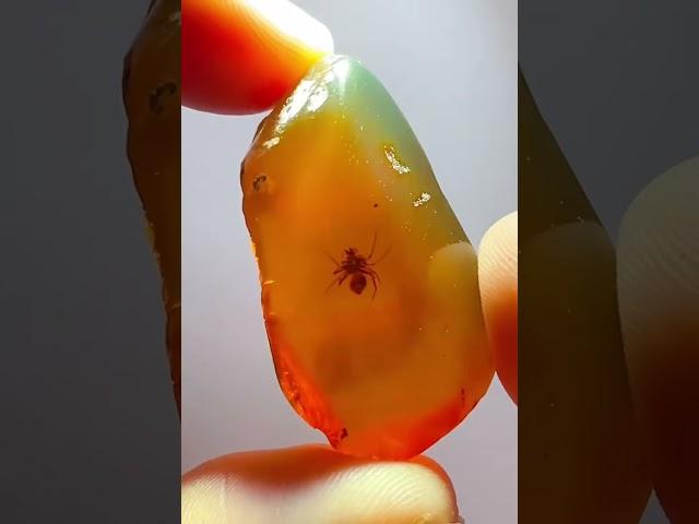 缅甸琥珀珠宝级虫珀#琥珀 #琥珀蜜蜡 #虫珀 #amber #收藏 #热门