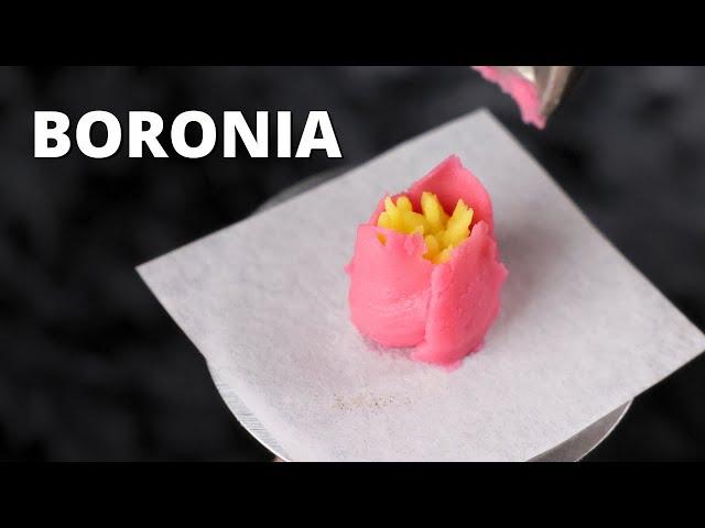 How to pipe buttercream boronia flower [ Cake Decorating For Beginners ]