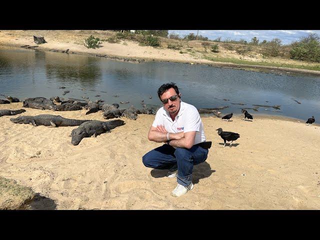 Caressing and feeding alligators in Pantanal, Brazil