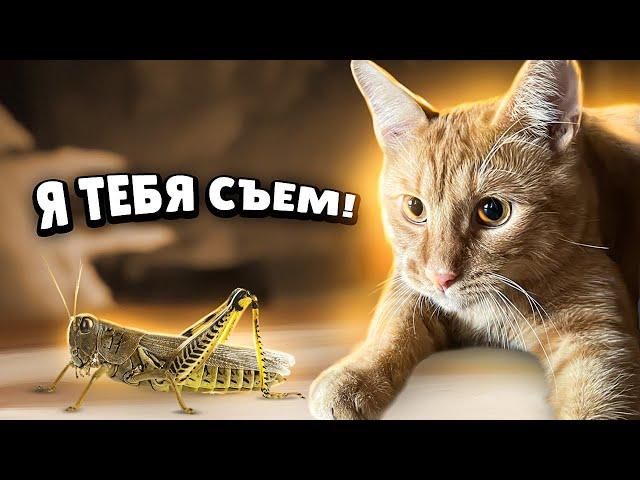 Симбочка против кузнечика! (Сборка смешных видео)