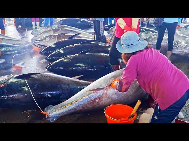 500km Chase！Huge Bluefin Tuna Catching, Bluefin Tuna Cutting Master, Sashimi/500公里的進擊！黑鮪魚捕捉, 黑鮪魚切割大師