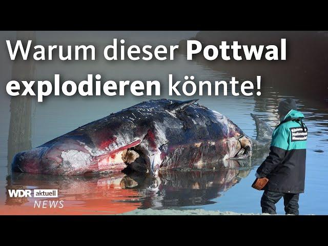 Pottwal vor Sylt gestrandet: Explosionsgefahr! | WDR Aktuelle Stunde