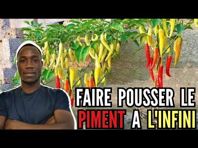 Faire Pousser le Piment à l'infini