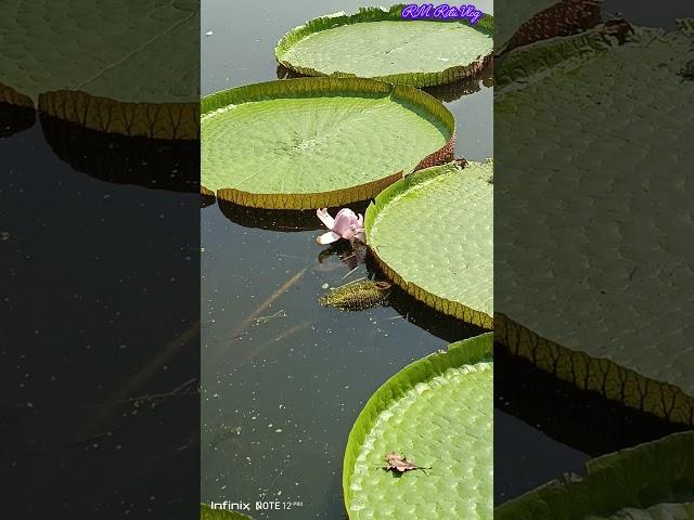 Giant lotus #shortsfeed #minivlog #musicgenre #viralvideo #bolywoodmusic #lotus #shortsfeed