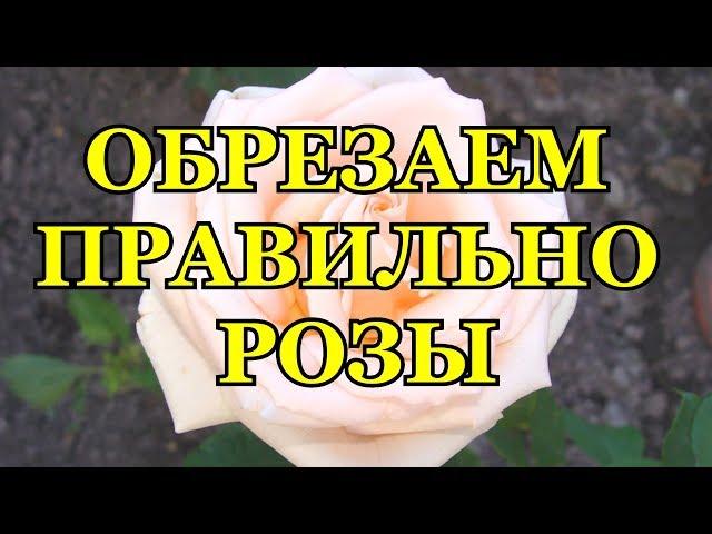 ОБРЕЗАЕМ РОЗЫ РАЗНЫХ ГРУПП ПРАВИЛЬНО