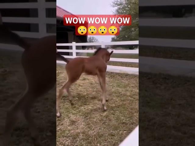 wow #wow #wow #very #beautiful #horse #baby #foryou