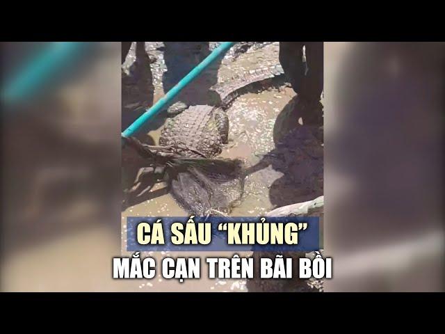 Hợp sức đưa cá sấu "khủng" bị mắc cạn trên bãi bồi vào bờ