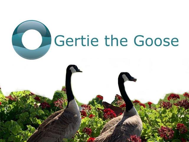 Gertie the Goose at Desert Vision Center