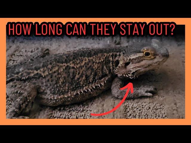 HOW LONG CAN REPTILES STAY OUT IN YOUR HOUSE?!?!