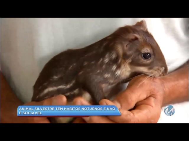 Criação de animal silvestre: homem cria mais de 200 pacas em sítio