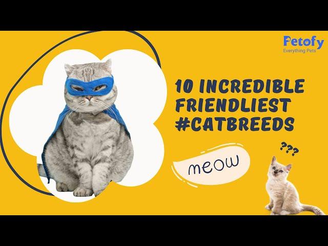 10 Incredible Friendliest #catbreeds 2023 | Petofy