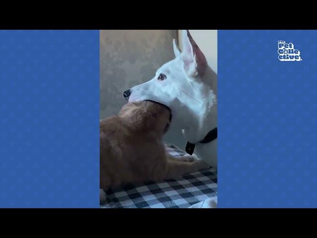 FUNNIEST Cats vs Dogs | The ULTIMATE Compilation 2023 