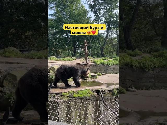 #животные #animals #заповедник #природа #nature #wildlife #дикаяприрода #медведь #bear