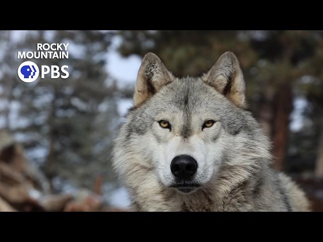 Colorado Experience: Return of the Wolf