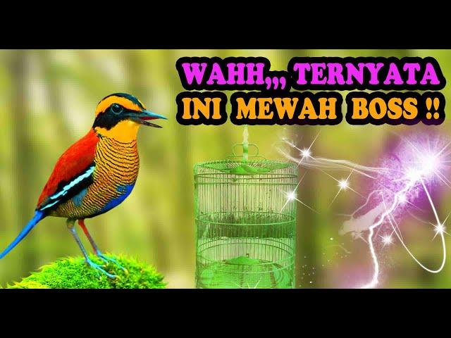 Masteran Burung Paling Mewah - Masteran Burung Mewah MP3